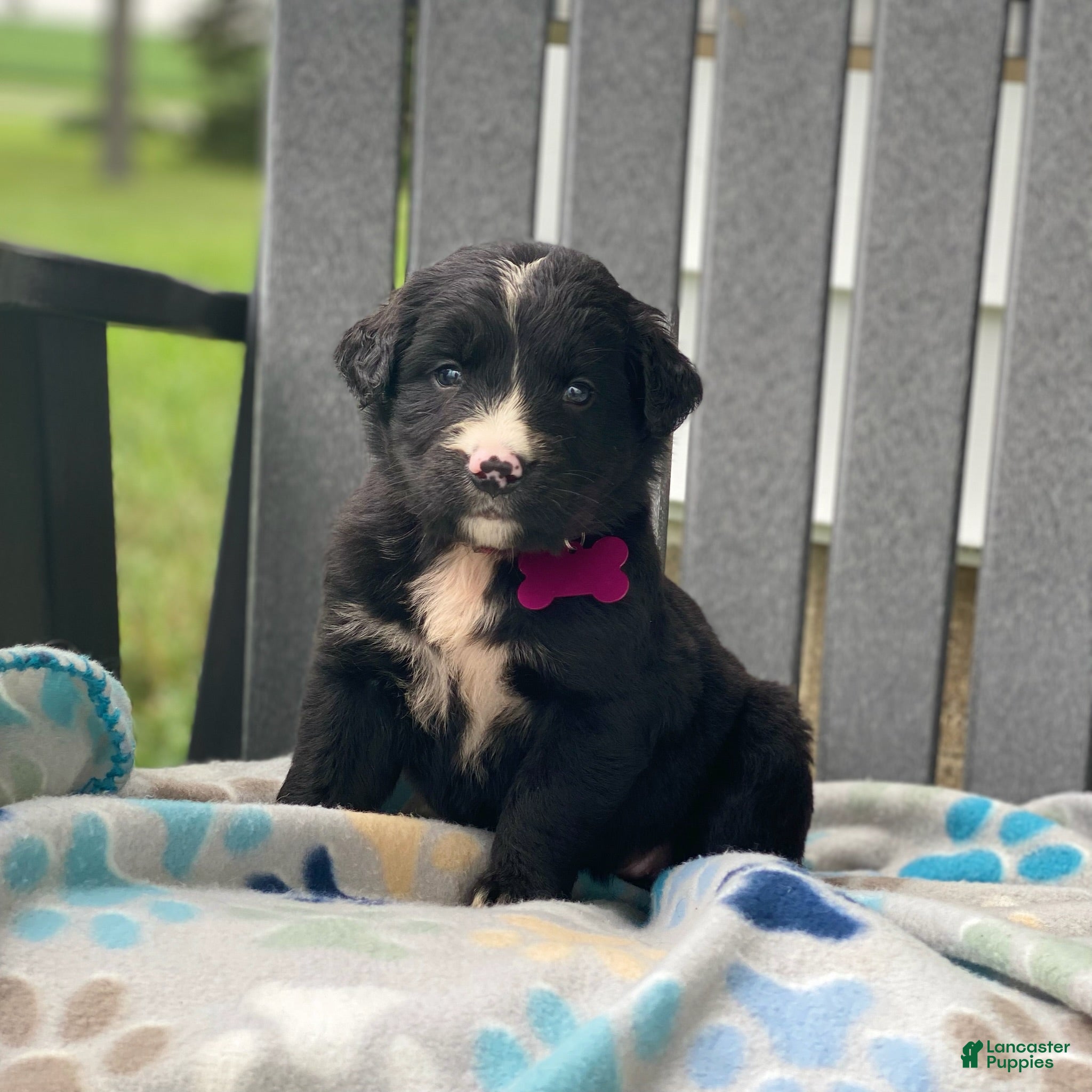 Mixed Breed dogs Sage - Ad 2