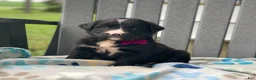Mixed Breed dogs for sale: Sage - Ad 2
