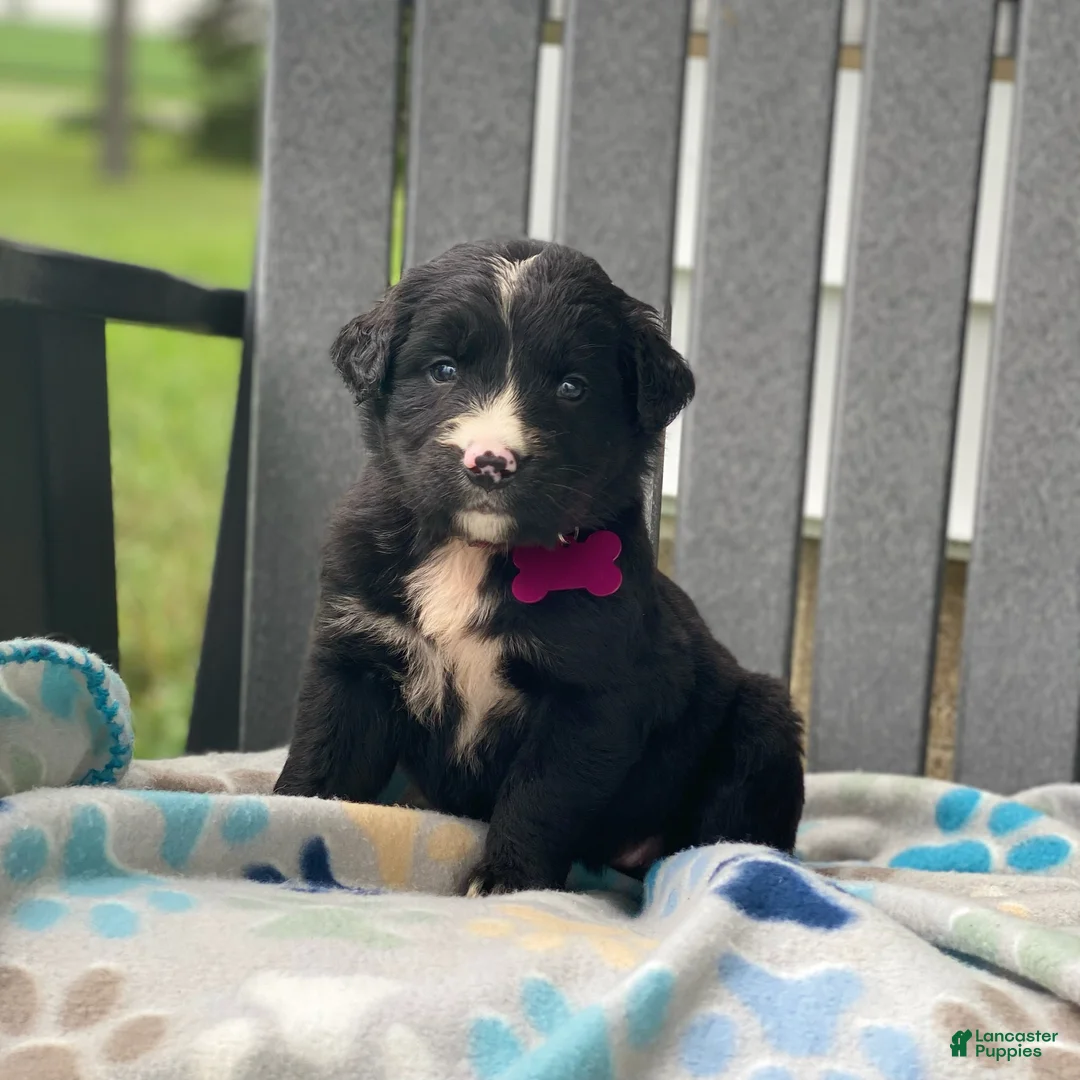Mixed Breed dogs for sale: Sage - Ad 2