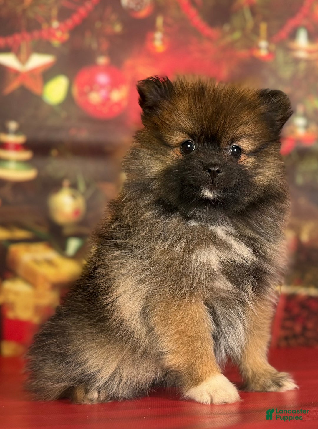 Pomeranian dogs for sale: Natasha  - Ad 2