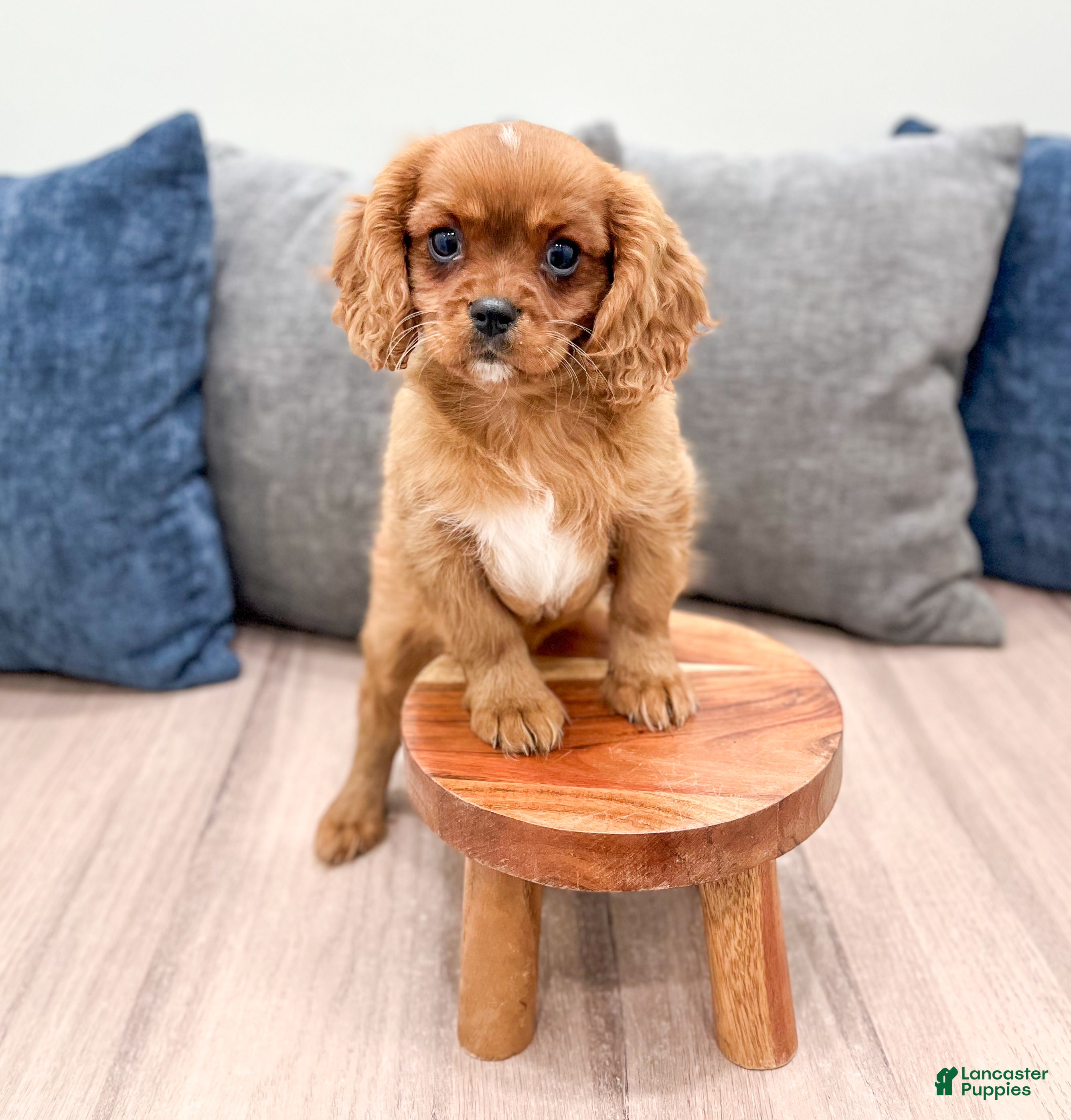 Cavalier King Charles Spaniel dogs Duke - Ad 3