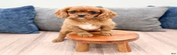 Cavalier King Charles Spaniel dogs for sale: Duke - Ad 1