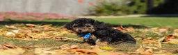 Miniature Poodle dogs for sale: Rambo 🐾 - Ad 3