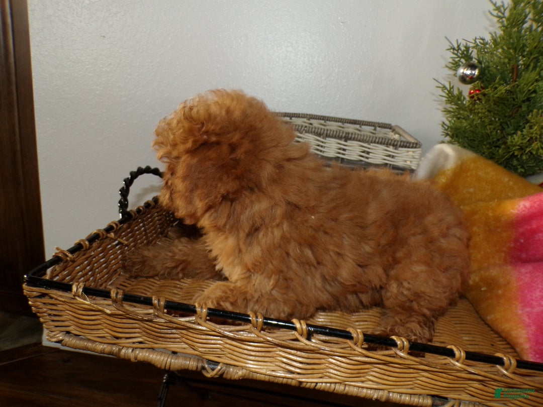 Toy Poodle dogs for sale: Toy Poodle Puppy 1 Lila - Ad 3