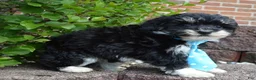 Mini Bernedoodle dogs for sale: Mini Buster - Ad 9