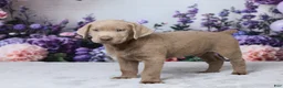 Labrador Retriever dogs for sale: BOWSER - Ad 3