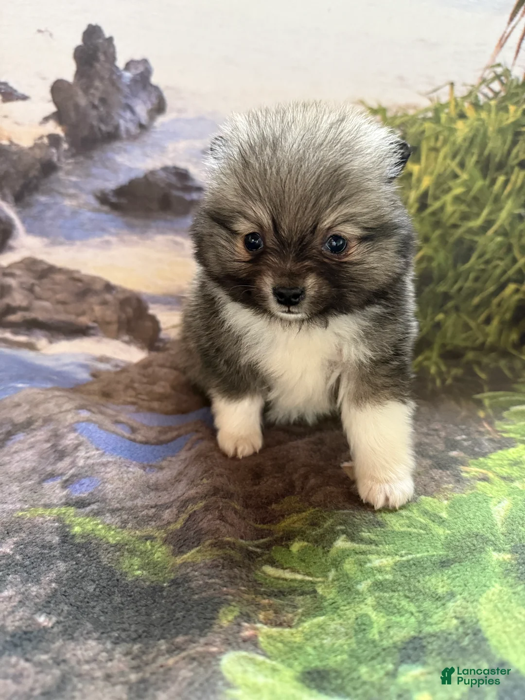 Pomeranian dogs for sale: Lynn - Ad 3