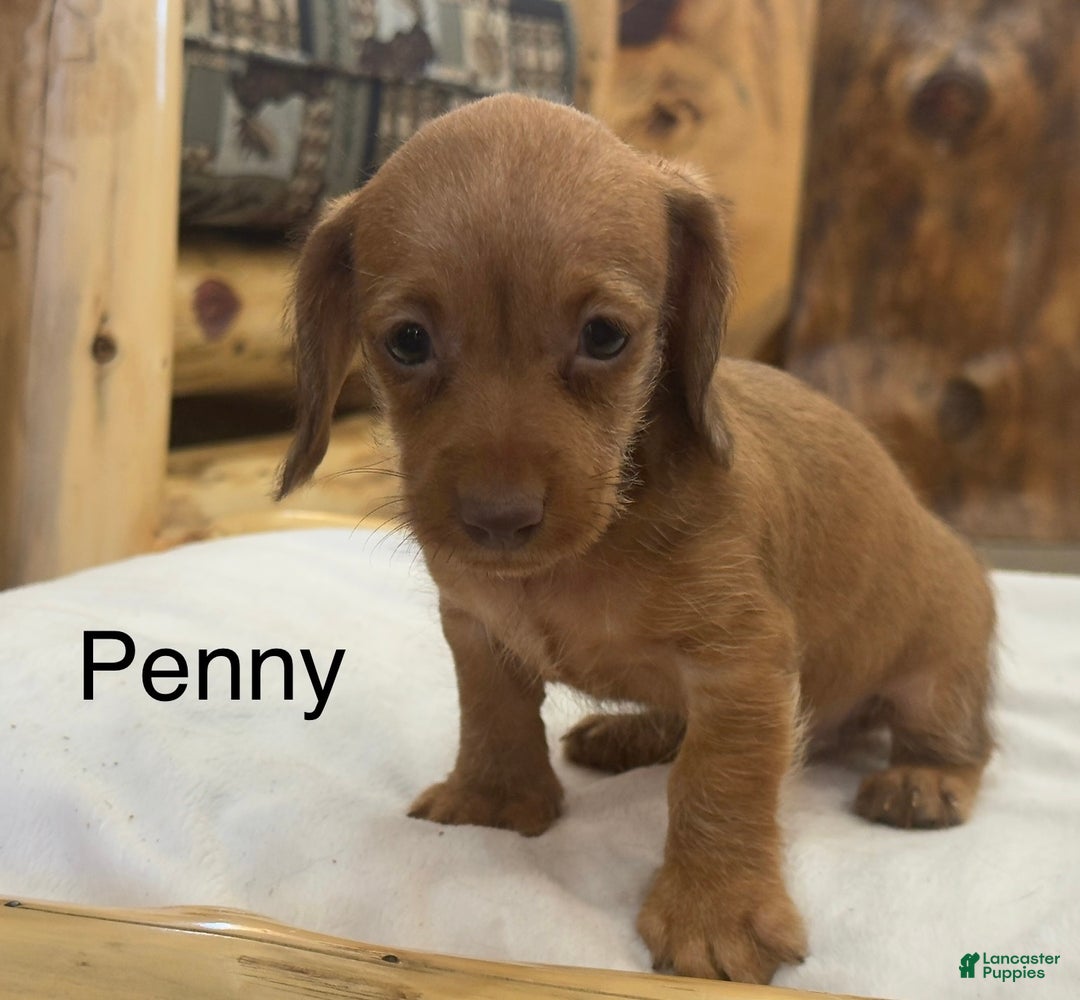 Miniature Dachshund dogs for sale: Penny - Ad 1