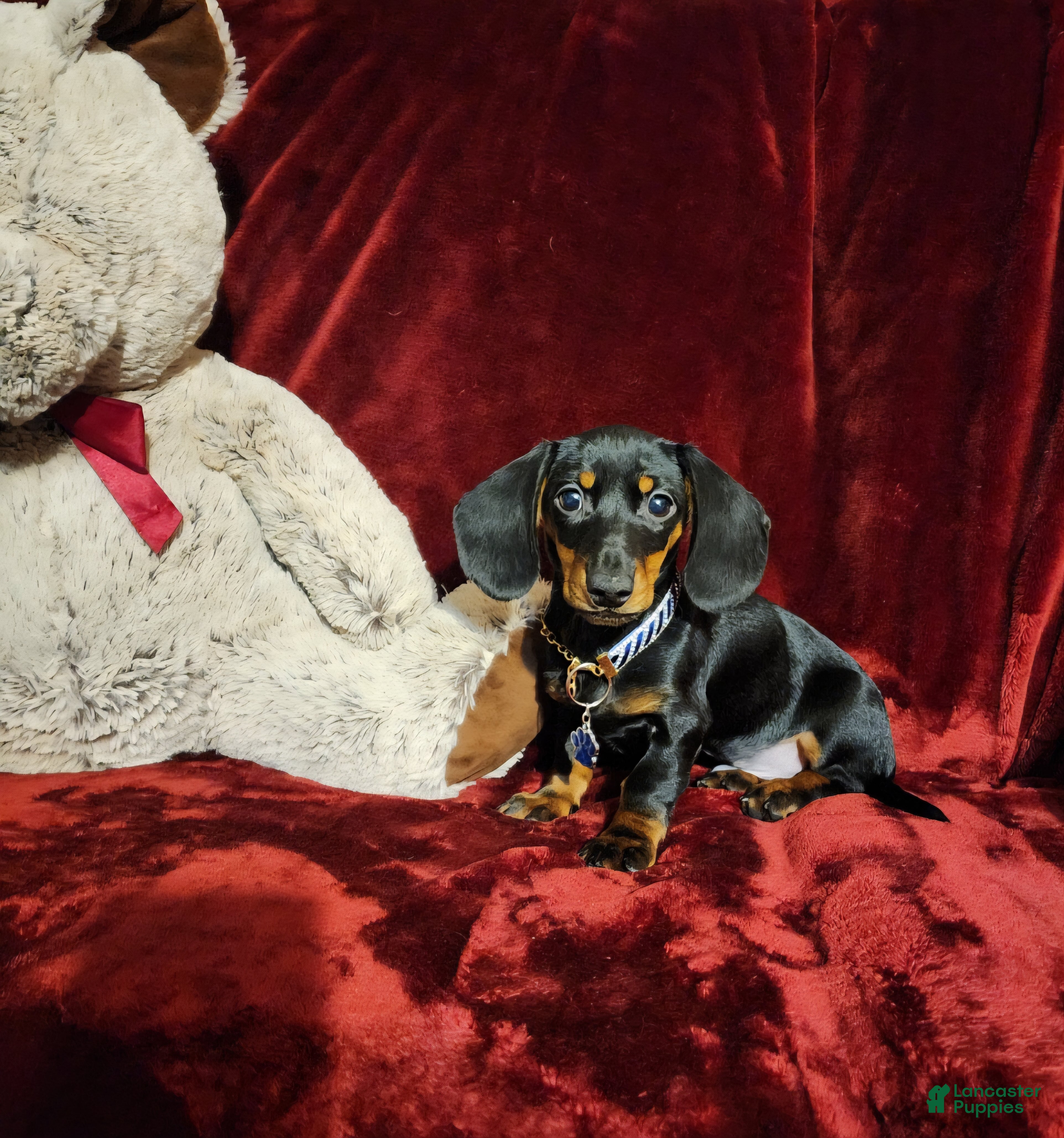 Miniature Dachshund dogs CODY - Ad 10