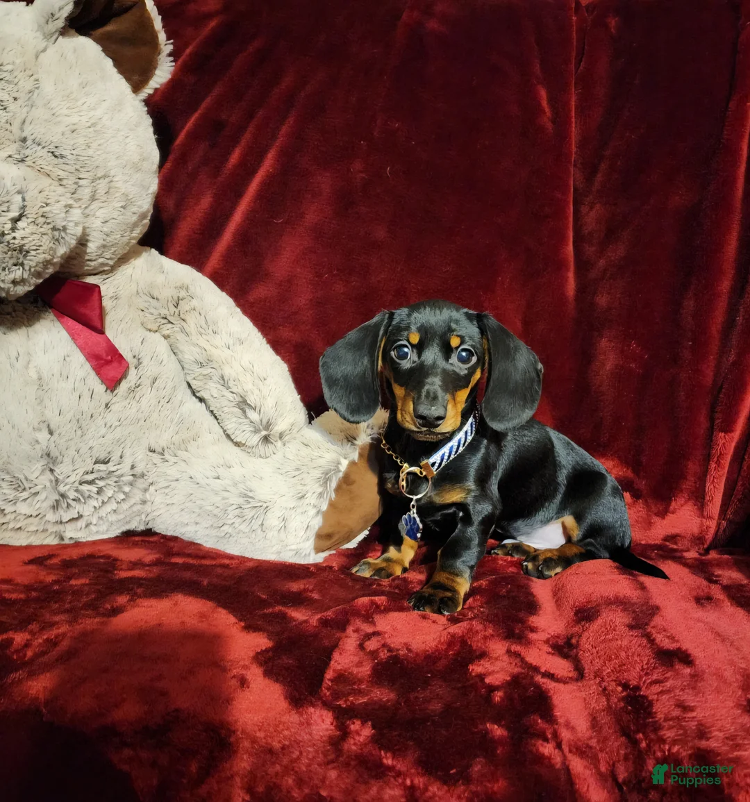 Miniature Dachshund dogs for sale: CODY - Ad 1