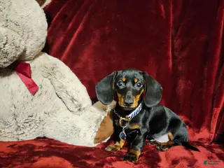 Miniature Dachshund dogs CODY - Ad 10