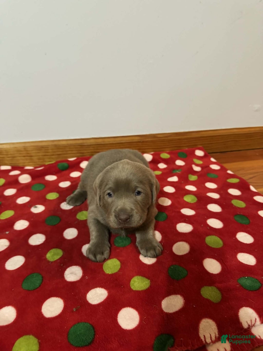 Labrador Retriever dogs for sale: Noel - Ad 13