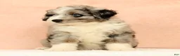 Mini Aussiedoodle dogs for sale: Max - Ad 8