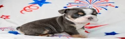 English Bulldog dogs for sale: Buzz - Ad 3