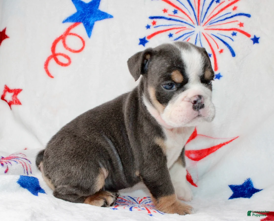 English Bulldog dogs for sale: Buzz - Ad 3