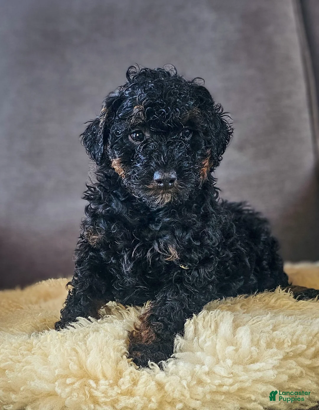 Mini Bernedoodle dogs for sale: Jack - Ad 2