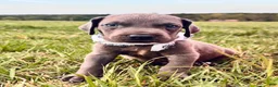 Great Dane dogs for sale: Euro Sterling  - Ad 3