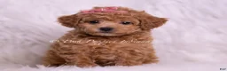 Toy Poodle dogs for sale: Mango - Ad 2