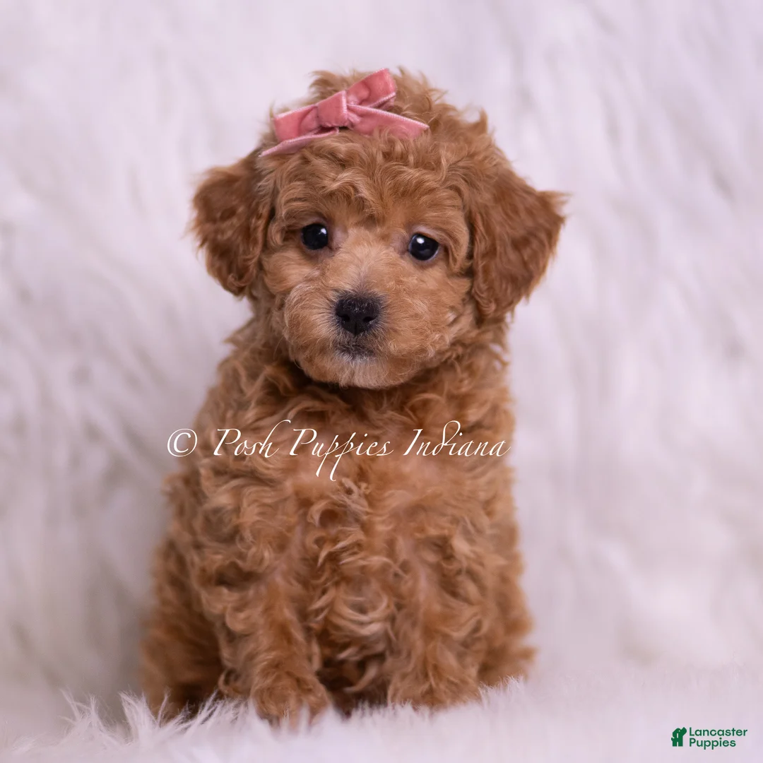 Toy Poodle dogs for sale: Mango - Ad 2