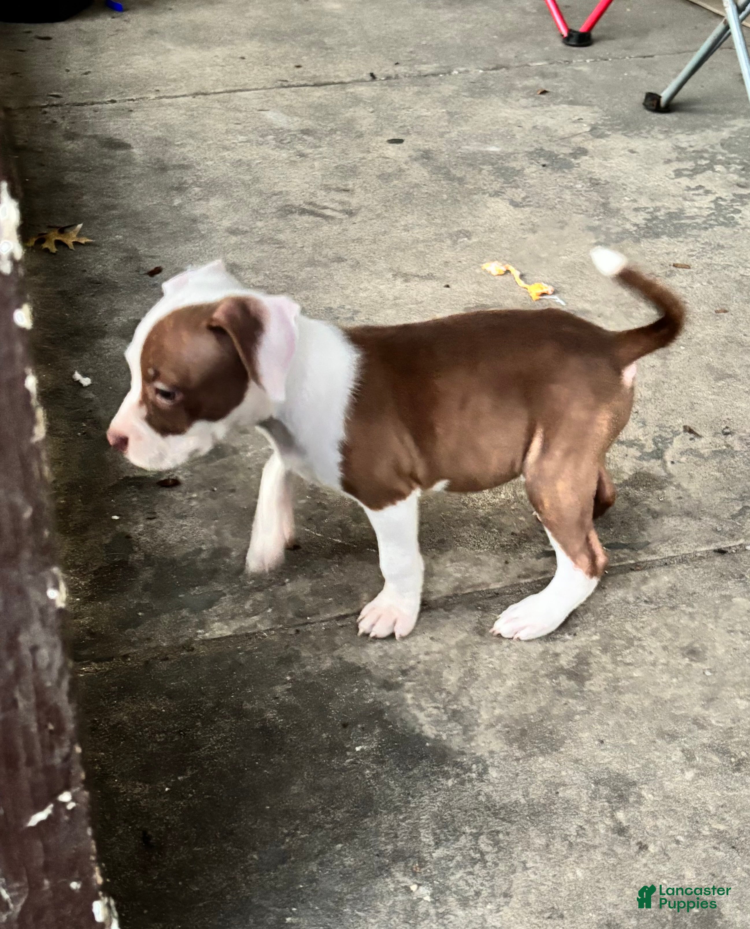 American Bully dogs Phantom - Ad 15