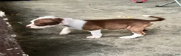 American Bully dogs for sale: Phantom - Ad 1