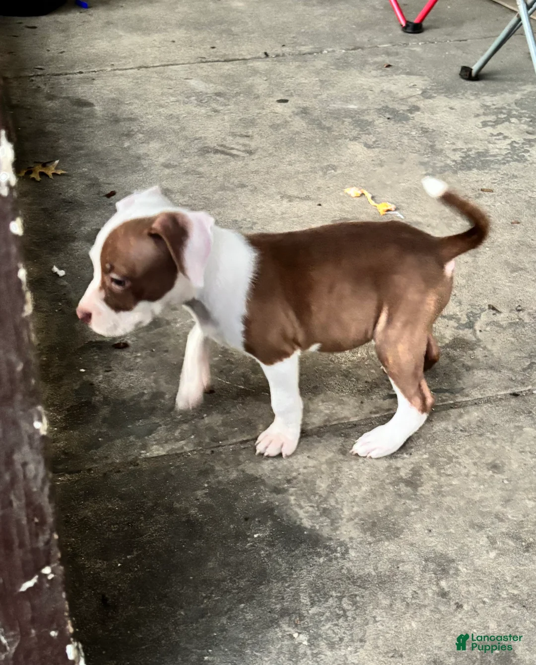 American Bully dogs for sale: Phantom - Ad 1