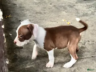 American Bully dogs Phantom - Ad 15