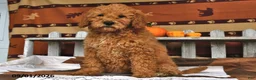 Goldendoodle dogs for sale: Becky - Ad 3