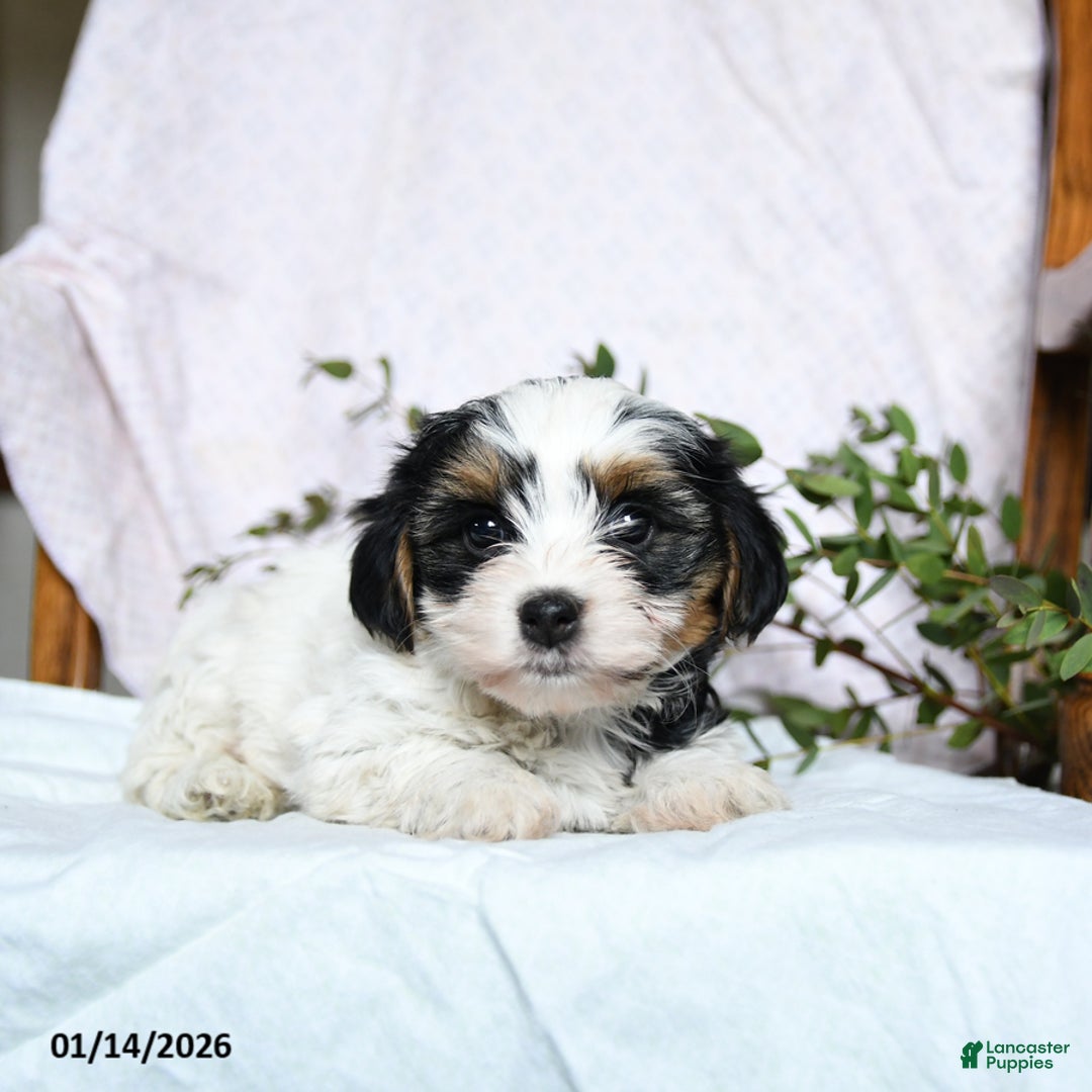 Mixed Breed dogs for sale: Orbit - Ad 2