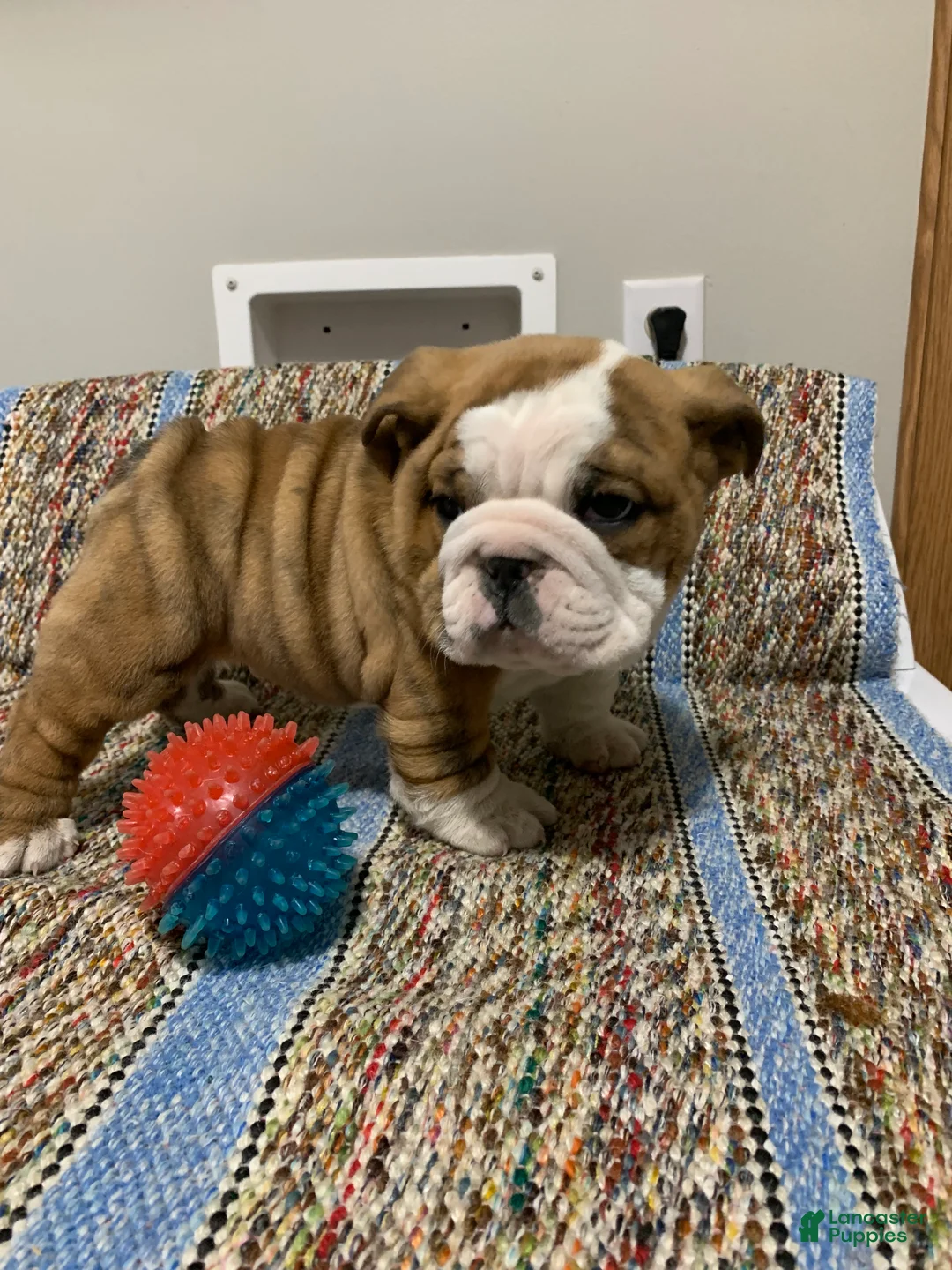 Mixed Breed dogs for sale: Bo - Ad 1