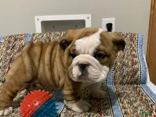 Mixed Breed dogs Bo - Ad 35