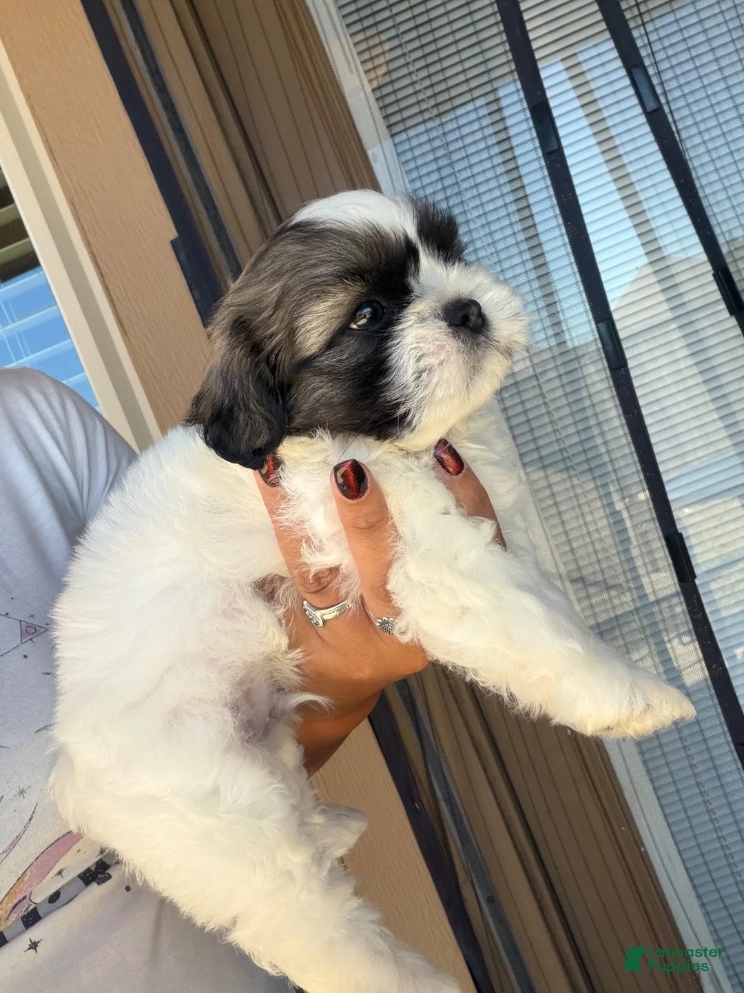Shih Tzu dogs for sale: Shih Tzu 4 - Ad 1