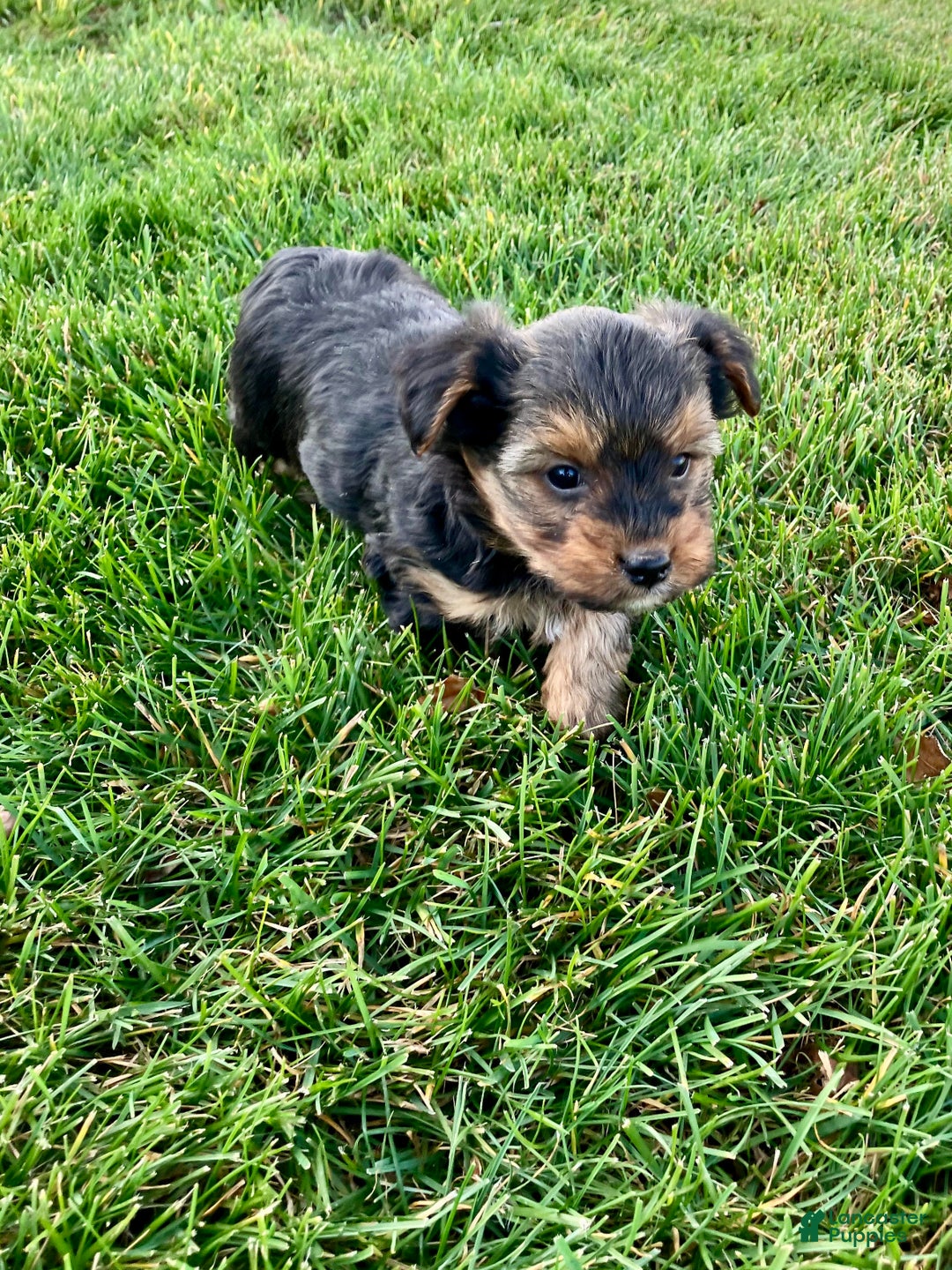 Yorkshire Terrier dogs for sale: Atlas - Ad 7