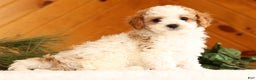 Cavapoo dogs for sale: Jenny - Ad 6
