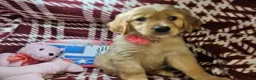 Golden Retriever dogs for sale: Bunny girl - Ad 5