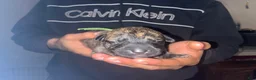 Mixed Breed dogs for sale: GREEN - Ad 1