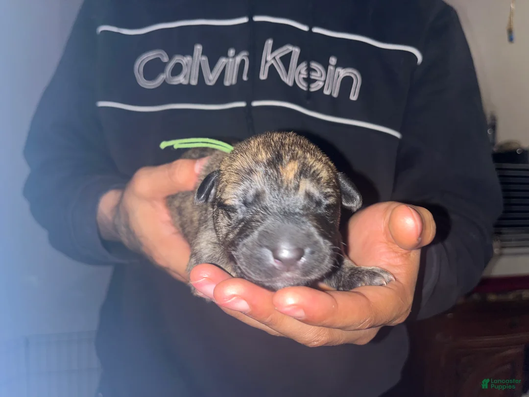 Mixed Breed dogs for sale: GREEN - Ad 1