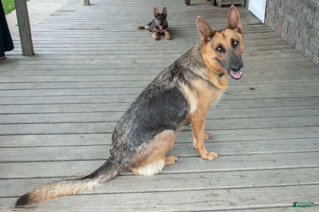 German Shepherd dogs for sale: Atlas - Ad 4