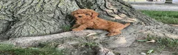 Mini Goldendoodle dogs for sale: Mandy Mini Goldendoodle  - Ad 6