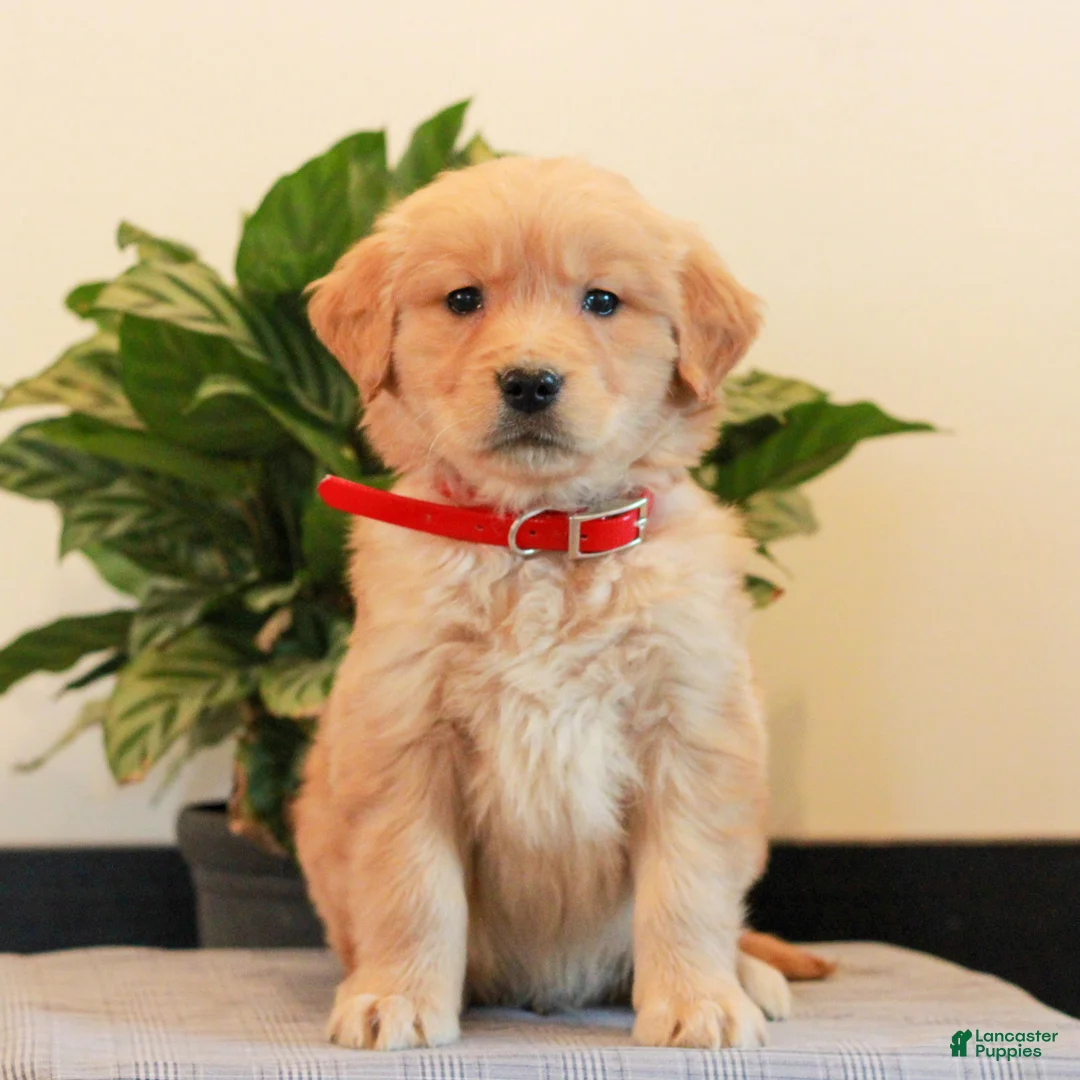 Golden Retriever dogs for sale: Joey  - Ad 1