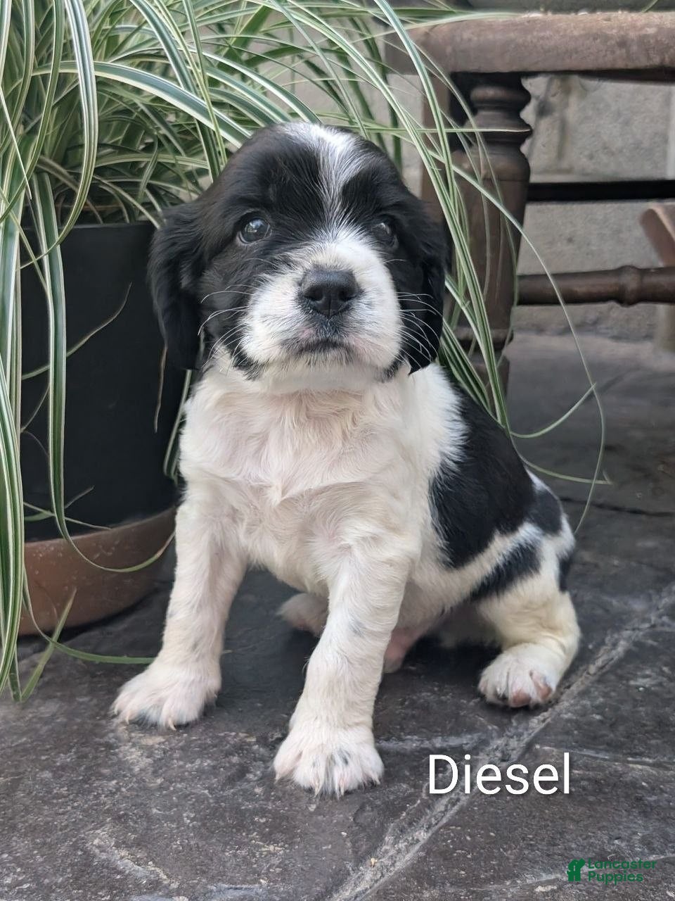 English Springer Spaniel dogs English Springer Spaniel, Diesel - Ad 1