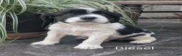 English Springer Spaniel dogs for sale: English Springer Spaniel, Diesel - Ad 1
