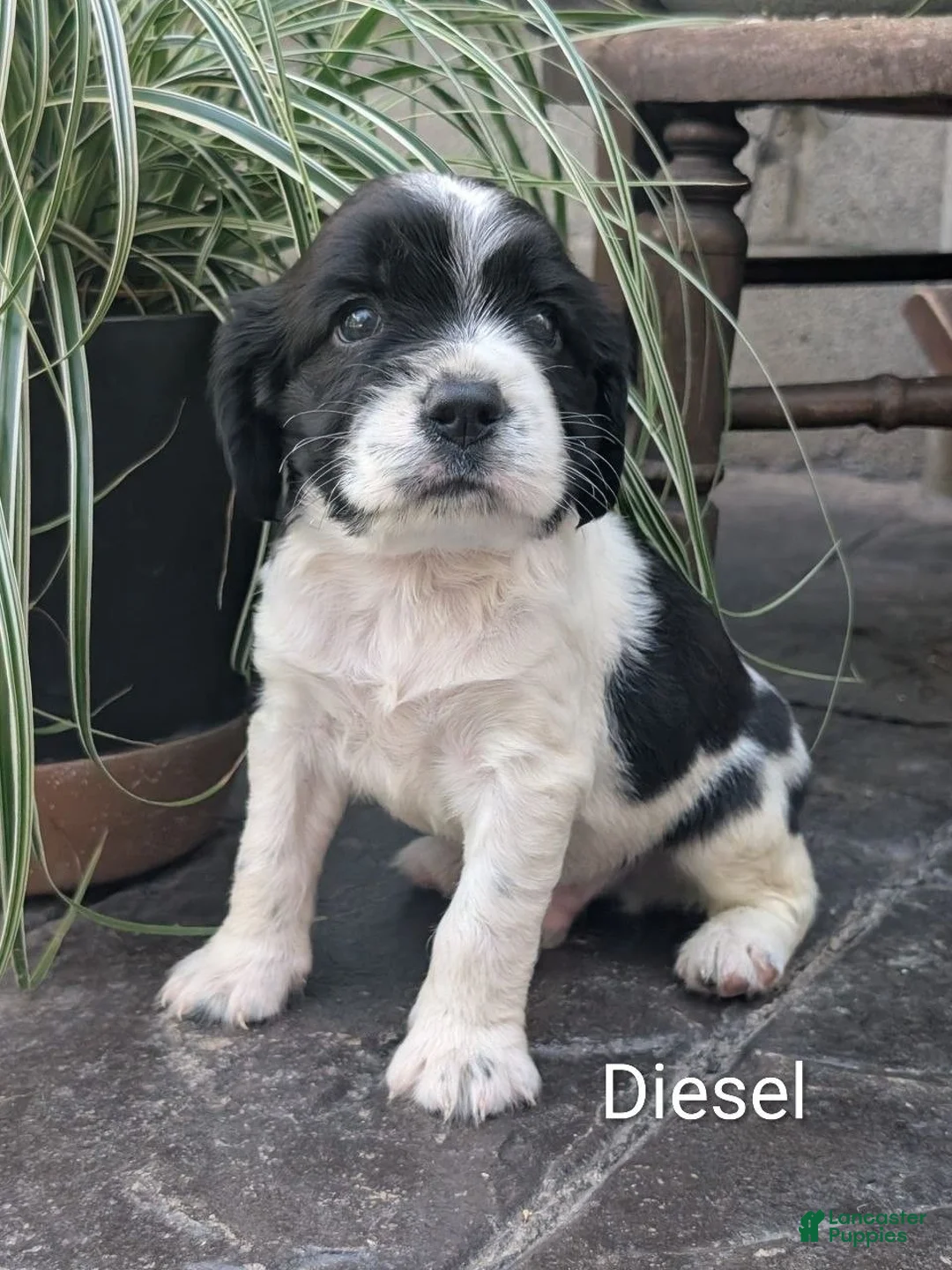 English Springer Spaniel dogs for sale: English Springer Spaniel, Diesel - Ad 1