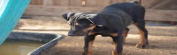 Doberman Pinscher dogs for sale: Milhouse - Ad 5