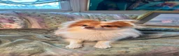 Pomapoo dogs for sale: Pomapoo 1 - Ad 13
