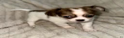 Chihuahua dogs for sale: Cookie - Ad 3