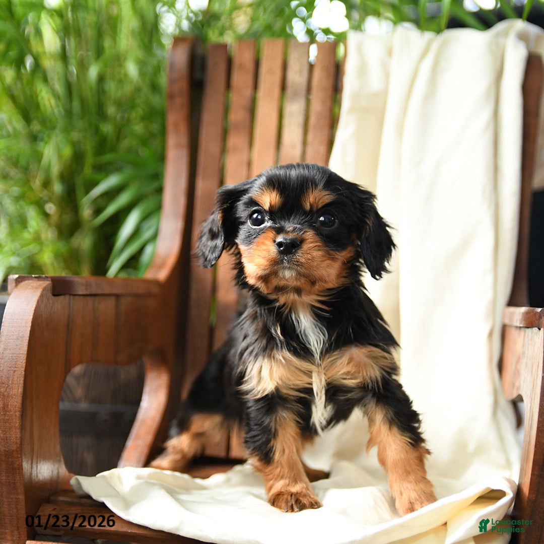 Cavalier King Charles Spaniel dogs for sale: Belle - Ad 3