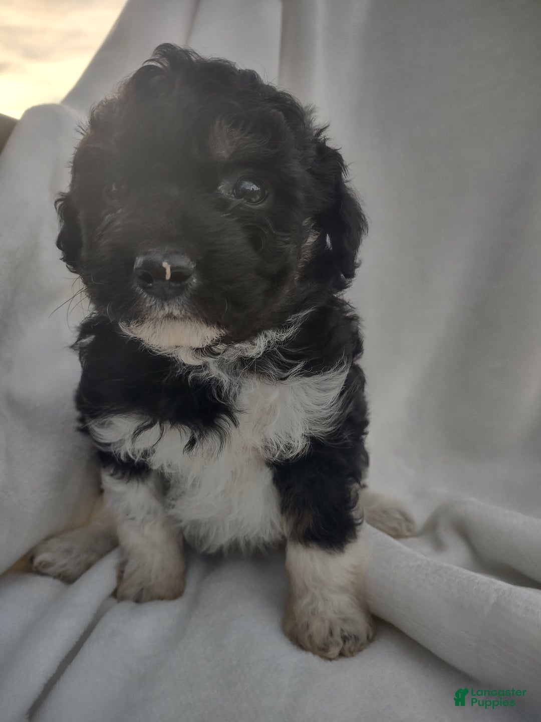 Chipoo dogs for sale: Jezz - Ad 4
