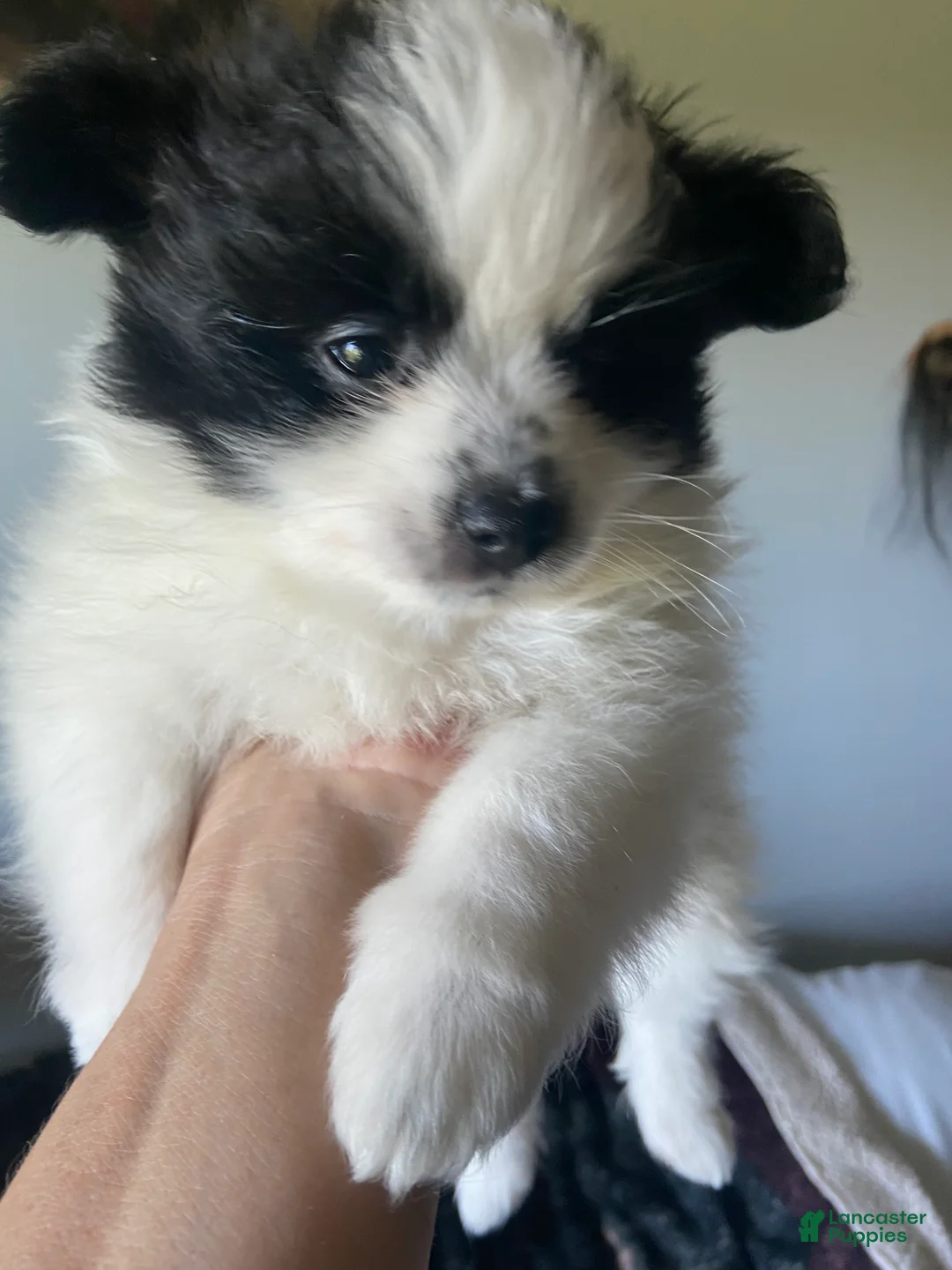 Pomeranian dogs for sale: Pomeranian 1 - Ad 1