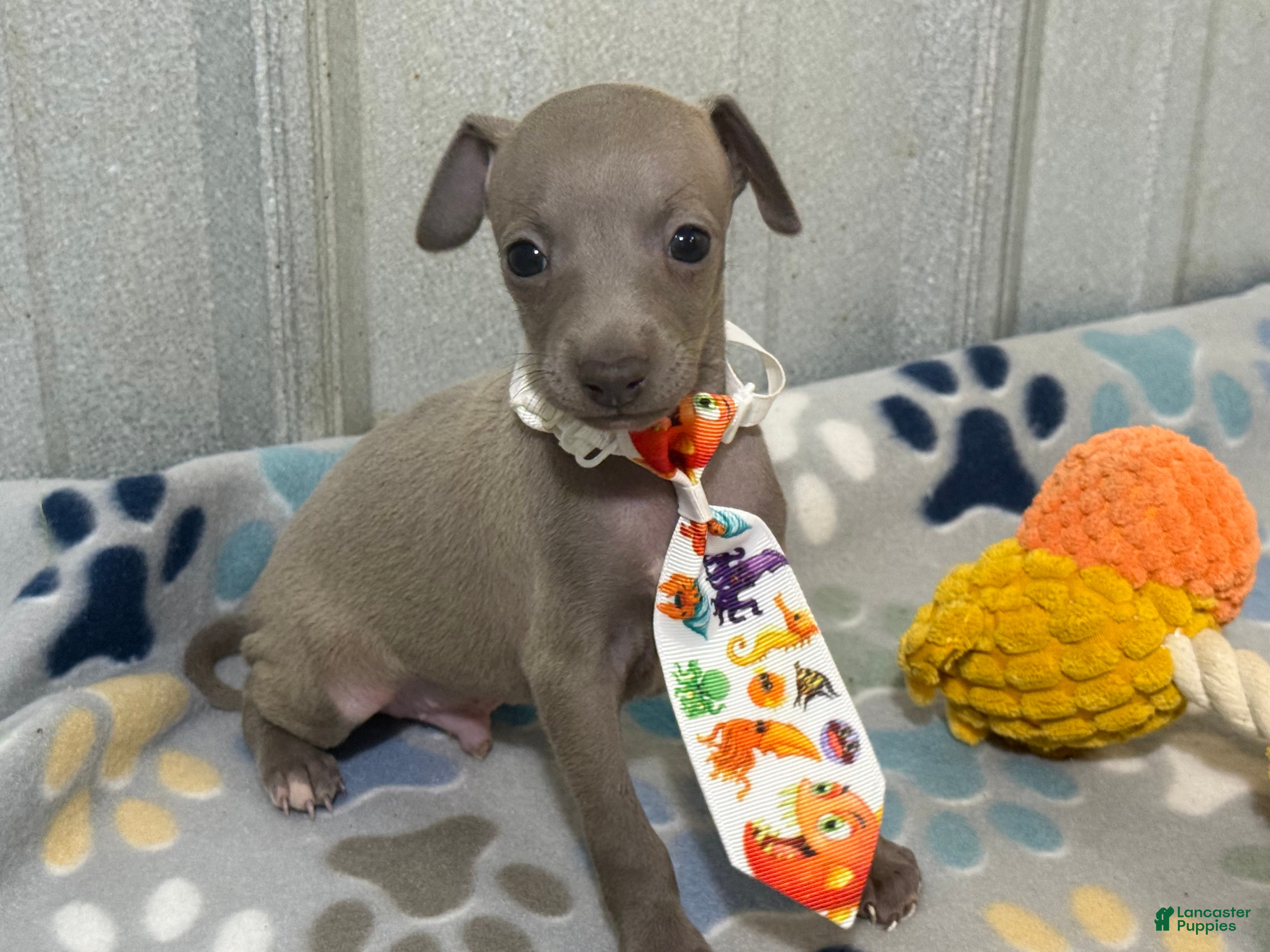 Italian Greyhound dogs Lynx  - Ad 2